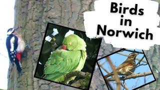 Wildlife along a British River - The River Wensum, Norwich