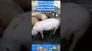 Update 57days in Fattening Stage | Kamusta na kaya ang live weight?