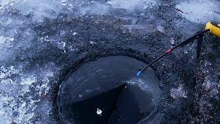 Первый лед 2021-2022 на Дубровском водохранилище. Поклёвки крупным планом. Рыбалка в Беларуси зимой.