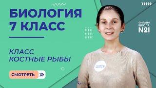 Класс Костные рыбы. Урок 20. Биология 7 класс