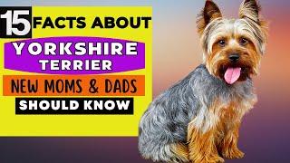 15 Important Facts About Yorkshire Terrier Dog All New & Prospective Owners Should Know