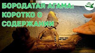 бородатая агама: коротко о содержании