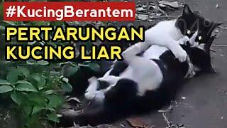 ⭐ KUCING BERANTEM PALING NEKAT