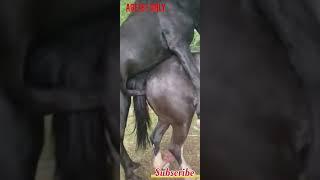 Hot horse mating #animals #viralshorts #youtubeshorts