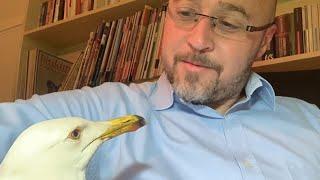 40 seagulls couldn't fly. So naturally, this man adopted them.