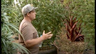 Exclusive Connoisseur Tour: Mean Gene's Magical Cannabis Garden / Ganjier