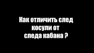 Как отличить след косули от следа кабана. Следы животных в лесу