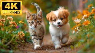 Baby Animals 4K (60 FPS) UHD - A Parade Of Sweetness In Young Animals With Relaxing Music