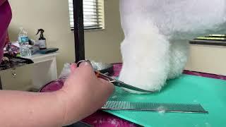 Asian Fusion Bichon Foot Dog Grooming Demo w/ Lindsey Dicken