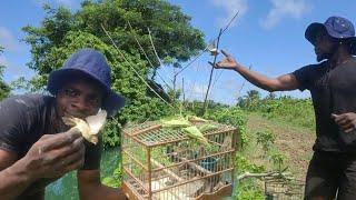 Easy Mustache Birds Catching (Beze Hunting)