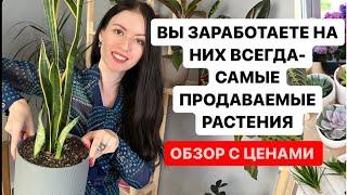 ЭТИ РАСТЕНИЯ ПРОДАЮТСЯ ЛУЧШЕ ВСЕХ, РАСТЕНИЯ С ЦЕНАМИ