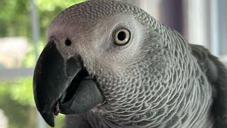 Symon the African Grey Talking Parrot has a few things to say this morning️#talkingparrot #birds