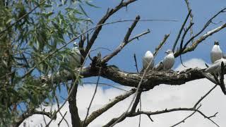 Birdwatching trip in Danube Delta