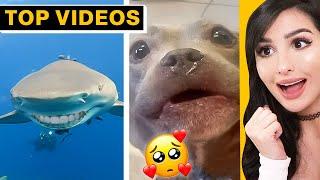 Hilarious TikToks That Made Me Cry-Laugh! | SSSniperWolf