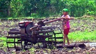 Bocah SD Rela Bantu Orang Tua Membajak Sawah