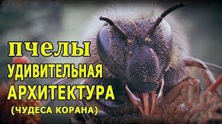 Медовые пчелы - удивительная архитектура (чудеса Корана).