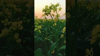 Beauty of nature #shorts #youtubeshorts #viralvideo #nature #flowers