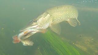 Amazing Pike Attacks Of 2021!