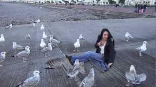 feeding seagulls.MP4