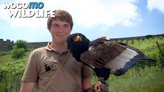 The daily work of a falconer