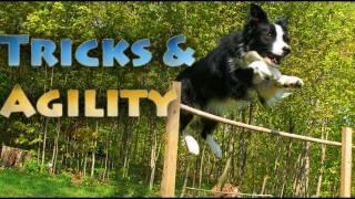 Tricks & Agility Fun with Nana