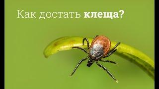 Как достать клеща?