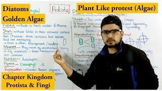 Diatoms / Cysophyta (Golden Algae) | Plant like protist (Algae) | Chapter protista and Fungi