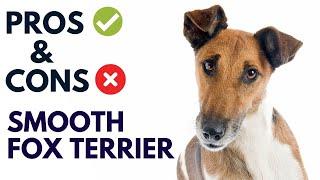 Smooth Fox Terrier Dog Pros and Cons | Smooth Fox Terrier Advantages and Disadvantages