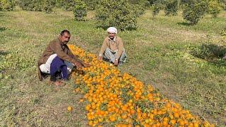 Orange Harvesting in Punjab dgkhan