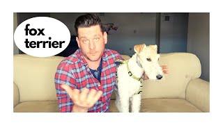 This Dog Means business (Fox Terrier Review)