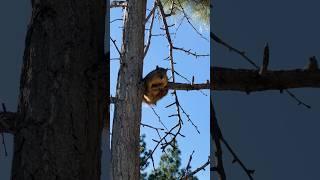 Boy squirrel is checking out his crush girl squirrel!