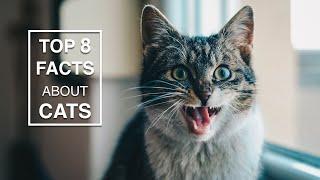 Top 8 Facts about Cats