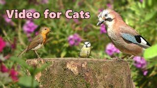 Videos for Cats  Birds in The Flower Garden  10 HOURS of Cat TV