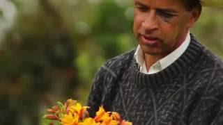 A Day in the Life of a Flower Grower in Medellín Colombia - TvAgro By Juan Gonzalo Angel