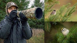 Sony a7R IV 200-600mm Bird Photography: Dark-eyed Juncos and Golden-crowned Kinglets