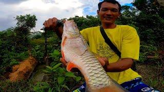 HANYA DI LUBANG JEMBATAN IKAN HAMPALA BERKUMPUL || Casting ikan hampala besar di sungai