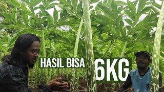 SATU POHON PORANG INI BISA MENCAPAI 6-7 KG