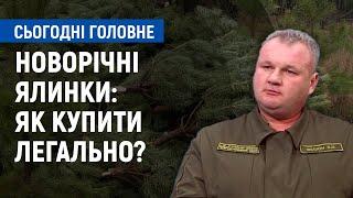 Новорічні ялинки: як купити легально? | Сьогодні. Головне