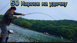 Карп клюёт один за другим. Удочка трещит, еле выдерживает. #fishing #рыбалка #낚시 #fish