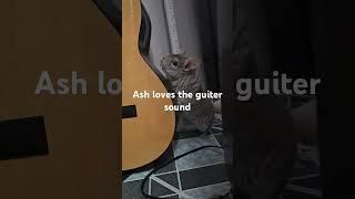 Chinchilla ( Ash )  wants to play guitar? Chinchilla reaction to guitar sound