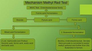 Methyl Red Biochemical test - IMViC