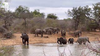 The Young Elephants Cause Commotion at the Waterhole 