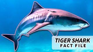 Tiger Shark Facts: a Trash Bin with Fins ️ | Animal Fact Files