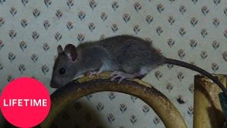 Hoarders: Family Secrets: Chasing a Mouse (S7, E8) | Lifetime