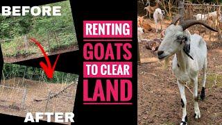 GOATSCAPING: Renting Goats to eat your Backyard // BEFORE, DURING & AFTER of LAND CLEARING