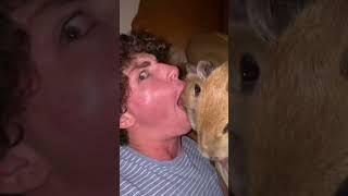 How to Eat a Capybara