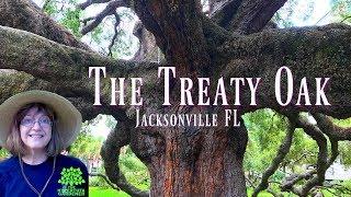 The Sprawling Treaty Oak in Jacksonville FL