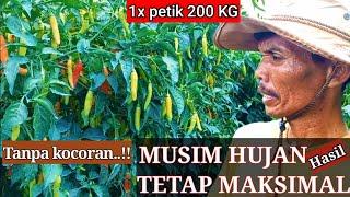 PERAWATAN CABE DI MUSIM HUJAN, cara menanam cabe rawit