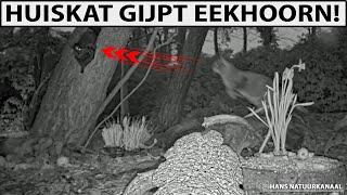 Huiskat grijpt Eekhoorn!