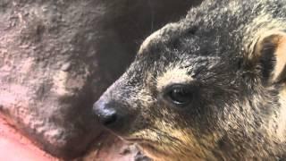 Very amazing eyes! - A Rock Hyrax